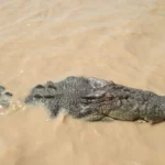 Salzwasserkrokodil in Australien (Symbolbild)
