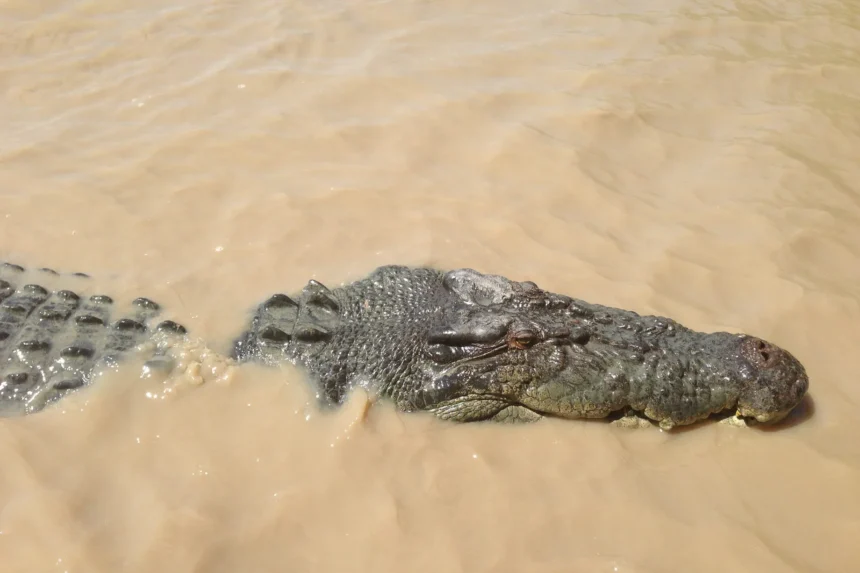 Salzwasserkrokodil in Australien (Symbolbild)